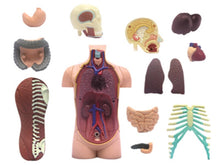 Image of Anatomical Assembly Model of Human Organs