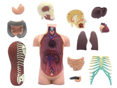 Anatomical Assembly Model of Human Organs