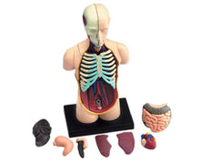 Image of Anatomical Assembly Model of Human Organs